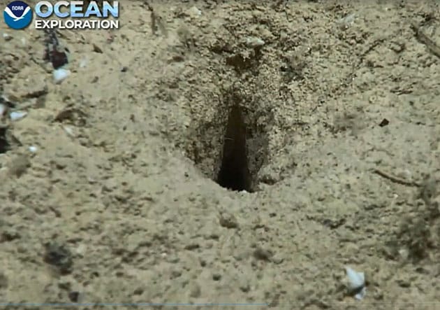 Weitere Detailansichten der Löcher. Copyright: NOAA Ocean Exploration, Voyage to the Ridge 2022