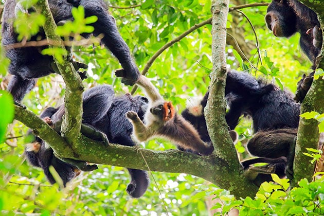 Hoch oben in den Baumkronen jagt eine Gruppe Schimpansen einen Stummelaffen. Copyright: Kibale Chimpanzee Project