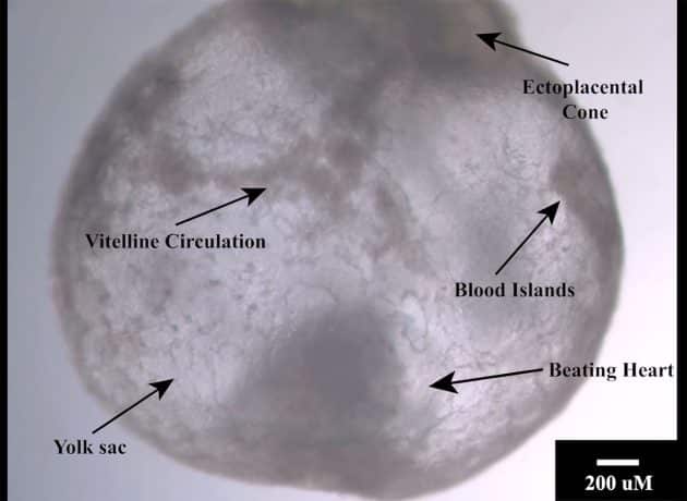 Ansicht des ersten synthetischen Mäuseembryos. Copyright: Copyright/Quelle: J. Hanna et all., 2022 / Weizmann Institute of Science