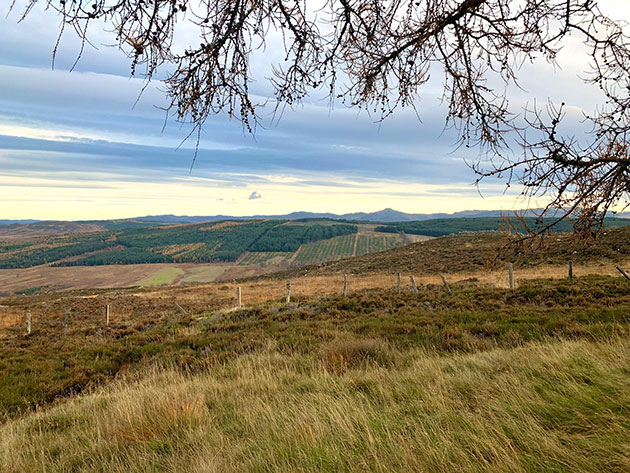 David Clarke vermutet, dass es sich beim hier fotografierten Struan Point nahe Calvine in Perthshire um den Ort der Calvine-Sichtung von 1990 handelt. Noch heute sind der Zaun und die Bäume zu sehen. (Klicken Sie auf die Bildmitte, um zu einer vergrößerten Darstellung zu gelangen.) Copyright: Giles Stevens 2022