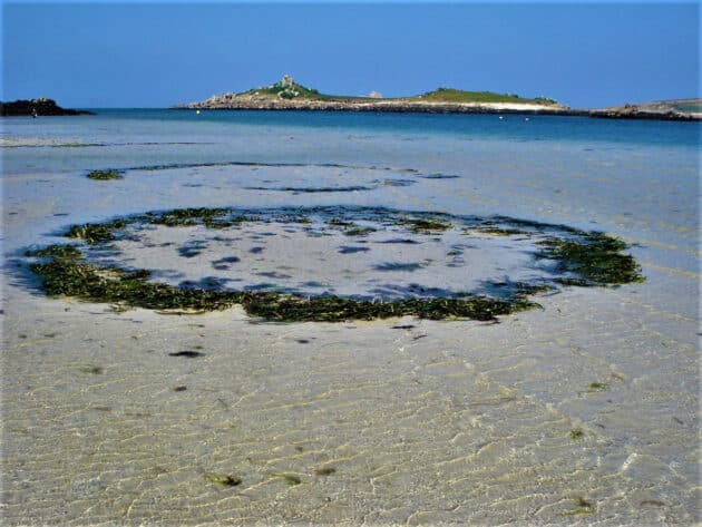 Zwei Seegras-Kreise mit Durchmessern von 5-6 Metern im Seegrasbett vor vor Old Grimsby Harbour auf der zweitgrößten Scilly-Insel Tresco im September 2014. Copyright: R. M. Warwick