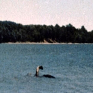 Die wohl bekannteste Aufnahme, die angeblich „Champ“ zeigen soll, stammt von 1979. Copyright: Sandra Mansi