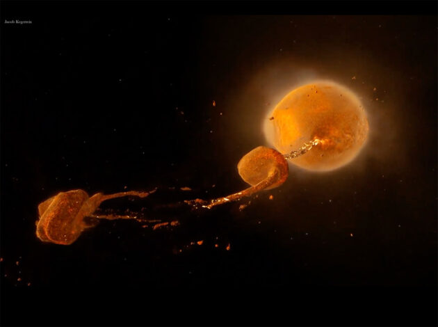 Neue hochauflösende Simulation der Mondentstehung nach der Kollision zwischen der jungen Erde und dem etwas Mars-großen Protoplaneten Theia vor rund 4,5 Milliarden Jahren (Illu.). Copyright: Dr. Jacob Kegerreis