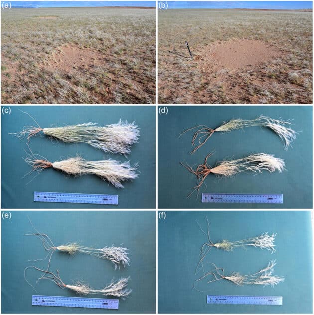 Die Wurzeln der gelblich abgestorbenen Gräser innerhalb der Feenkreise sind genauso lang und unbeschädigt wie die Wurzeln der vitalen grünen Gräser außerhalb der Kreise. Es gab keine Anzeichen von Termitenaktivität. Copyright: Dr. Stephan Getzin