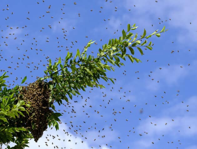 Schwärmende Bienen. Copyright: Brun-nO (via Pixabay.com) / Pixabay License