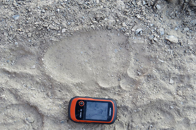 Der „fersenlose“ Fußabdruck eines Tibetbären wurde von Anwohnern als der eines Mithe gedeutet. Copyright: Madhu Chetri