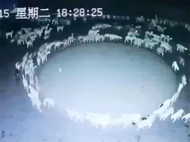 Standbild aus dem aktuellen Video der im Kreis laufenden Schafe in der Inneren Mongolei. Copyright/Quelle: unbek. / Youtube