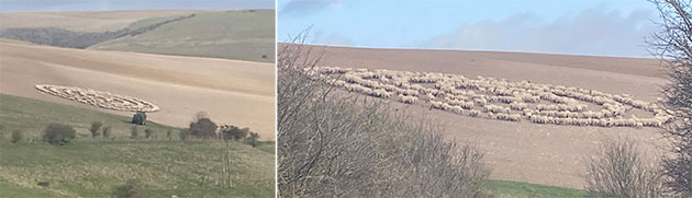 Schafskreis in East Sussex, fotografiert am 26. März 2021.Copyright: Christopher Hogg