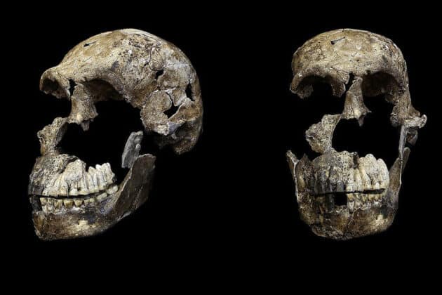 Der Schädel eines Homo naledi. Copyright/Quelle: Berger et al. / eLife 2017 / CC BY 4.0