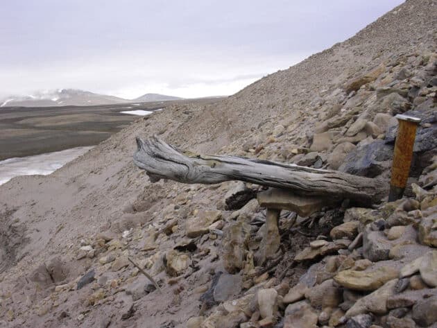Ein tatsächlich zwei Millionen Jahre alter Baumstrunk ragt aus dem Permafrost und Küstensedimenten heraus. Der Baum wurde vermutlich einst durch mit einem Fluss aus dem bewaldenten Landesinneren an die Küste getrieben.Copyright/Quelle: Prof. Svend Funder / University of Cambridge