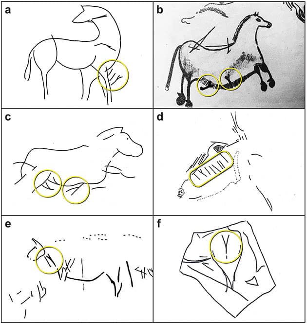 Beispiele für „Y“-Markierungen in verschiedenen Positionen in Verbindungen mit Abbildungen von (trächtigen?) Pferden, Gämsen.Copyright/Quelle: Bacon et al. 2023, Cambridge Archaeological Journal