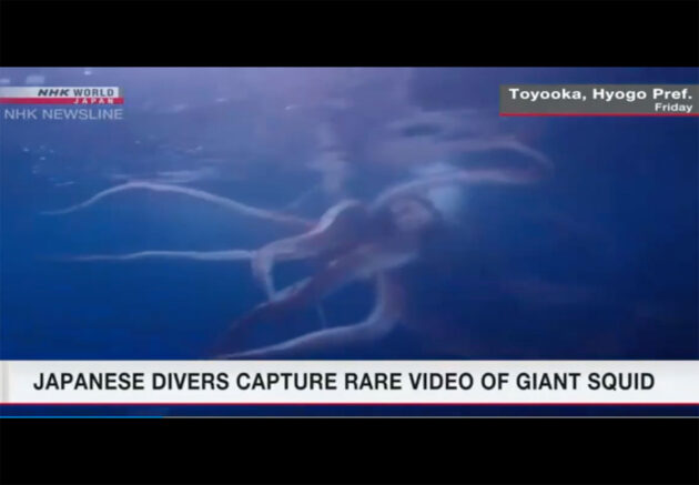Standbild der Aufnahmen des jungen Riesenkalmars vor Nekosaki. Copyright/Quelle: T. u. M. Yosuke / NHK.org.jp