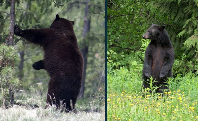 Sind aufrechtstehende Amerikainische Schwarzbären leicht mit Bigfoot zu verwechseln?Copyright: LocoLocal (l.) u. Karin 1959 (via Pixabay.com) / pixabay License