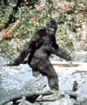Was auch immer aber sicher kein Schwarzbär: Sicherlich kein Schwarzbär: Standbild aus den wohl bekanntesten Filmaufnahmen eines angeblichen Bigfoot von 1967.Copyright: Pattern & Gimlin