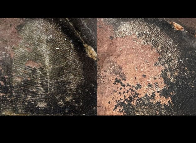 Was zunächst wie ein „Dickinsonia-Fossil” erschien (r.), war schon ein Jahr später stark verwittert (l.) – ungewöhnlich für Fosslien. Copyright: Gregory Retallack/Joe Meert