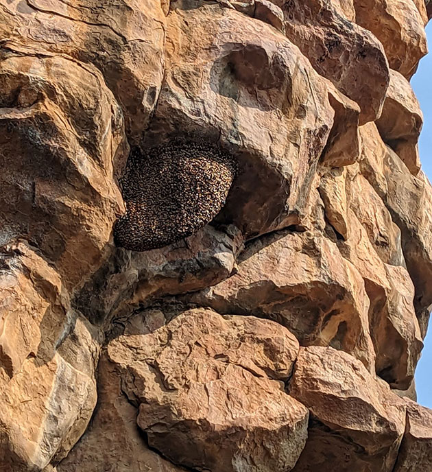 Riesige Bienennester finden sich überall an den Felsüberhängen der Bhimbetka-Formation. Werden diese verlassen, verwittern sie und erinnern dann zeitweise an die Fossilien der primitiven Tiergattung DickinsoniaCopyright: Joseph Meert