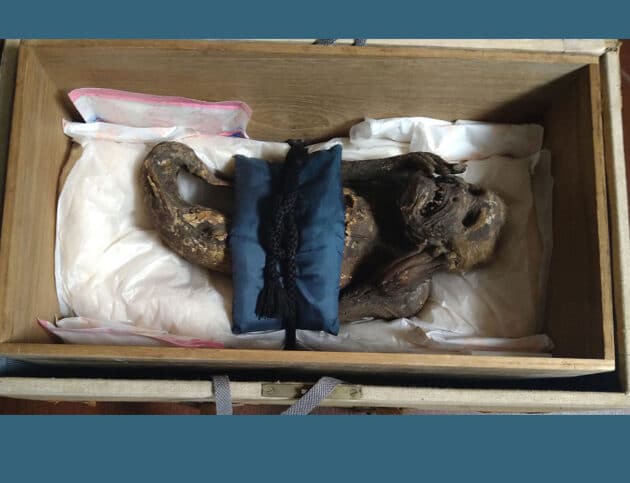 Die Meerjungfrau-Mumie aus dem Enjuin-Tempel. Copyright: www.kusa.ac.jp