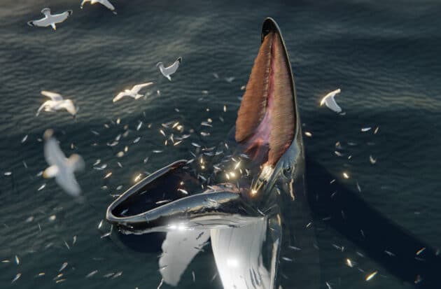 Digitale Rekonstruktion eines Buckelwals beim Fallenfischen (Illu. Copyright/Quelle: J. McCarthy / Current Biology, Marine Mammal Science (2023)