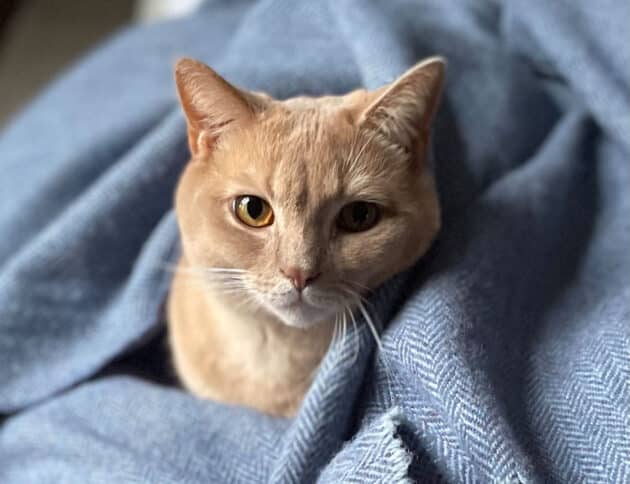 Symbolbild: KatzeCopyright: A. Müller für grenzwissenschaft-aktuell.de