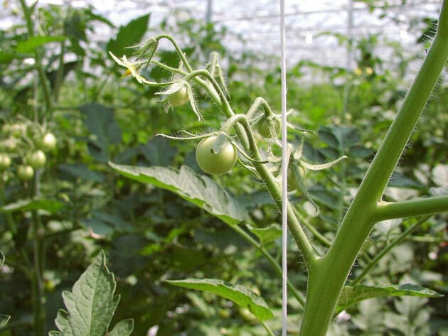 Symbolbild: Tomatenpflanze. Copyright: Goldlocki (via WikimediaCommon) / CC BY-SA 3.0