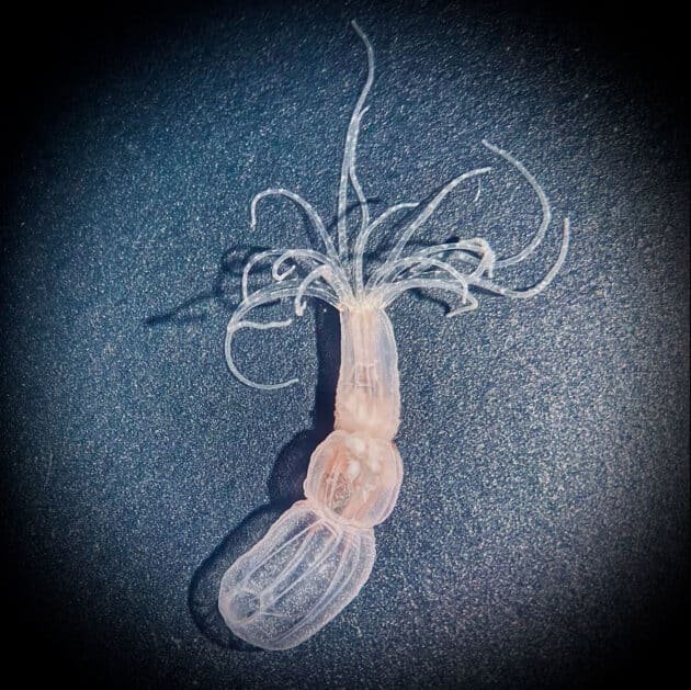 Nessletierchen der Art Cnidaria phylum. Copyright: Gaëlle Botton-Amiot
