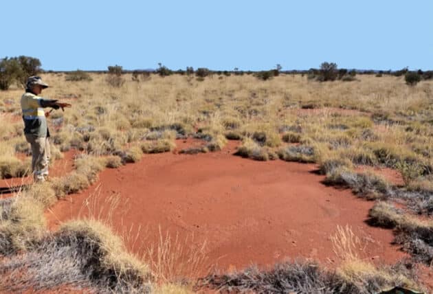 Ein australischer Feenkreis mit einem Durchmesser von 5,2 Metern. Copyright/Quelle: Fiona Walsh et al. / „Nature Ecology & Evolution“ 2023, Creative Commons license CC BY-NC-ND