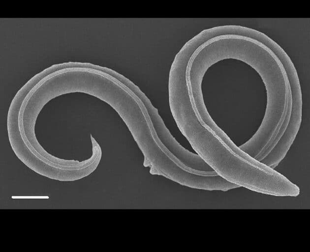 Mikroskopaufnahme des Fadenwurms P. kolymaensis. Copyright: Institute of Physicochemical and Biological Problems in Soil Science RAS/ Alexei V. Tchesunov und Anastasia Shatilovich