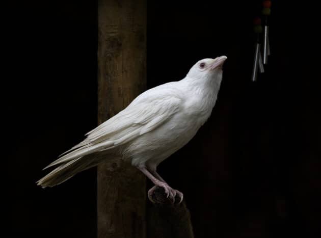 Symbolbild Copyright/Quelle: ambquinn (via Pixabay.com) ( Pixabay License