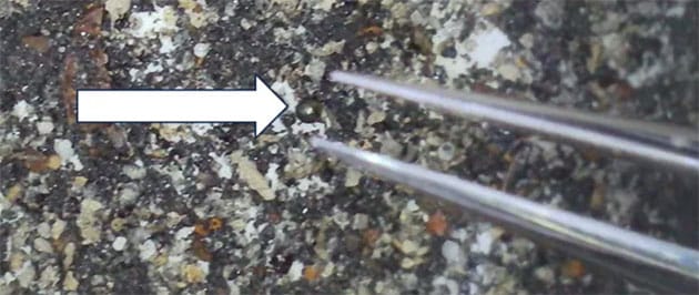 Gesammeltes Material vom magnetischen Schlitten an IM1s Standort, zeigt eine 0,4 Millimeter durchmessende eisenreiche Sphärule (weißer Pfeil) inmitten eines Hintergrunds aus Muschelbruch und anderen Trümmern.Copyright/Quelle: Avi Loeb