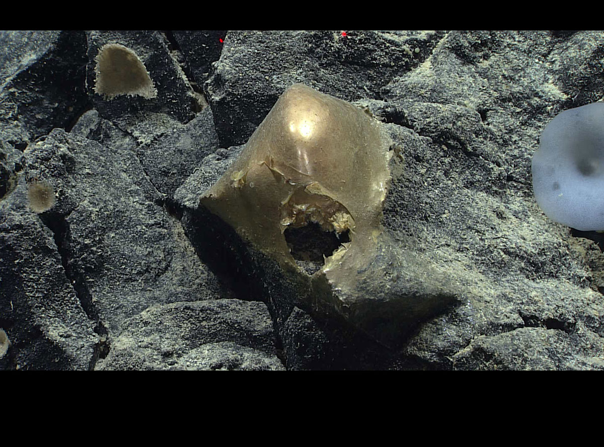 Das „goldene Ei“ am Meeresboden im Golf von Alaska. (Klicken sie auf die Bildmitte, um zu einer vergrößerten Darstellung zu gelangen.) Copyright: NOAA