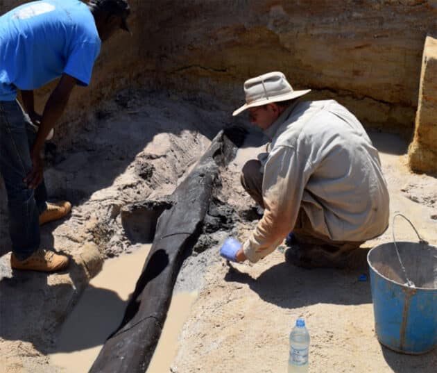 Blick auf den Fund zweier aufeinander gearbeiteter Holzelemente an der Ausgrabungsstätte Kalambo Falls in Sambia. Copyright/Quelle: Larry Barham et al., Nature 2023 / liverpool.ac.uk