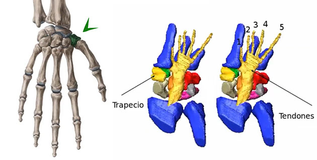 Position des menschlichen Vieleckbeins bzw. Trapezium (l. grün, Pfeil) und die grafische Umsetzung der 3D-CT-Scan-Daten von Marias Hand mit deutlich erkennbarem Trapezium sowie fünf (5) Sehnen.Quelle: Dr. J. Benoit / Kanal: Luca. (Youtube)