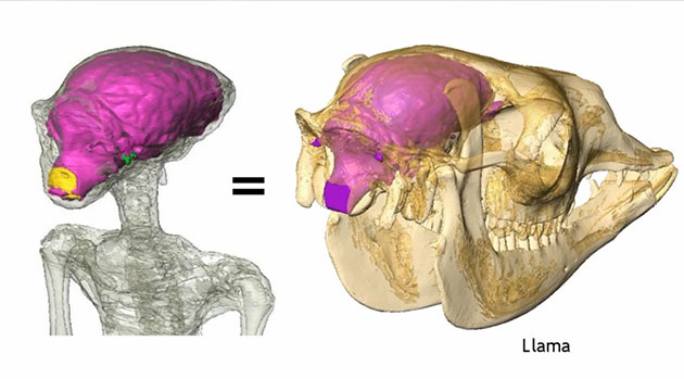 Benoits Rekonstruktion der Hirnform einer der kleinen Mumien anhand der CT-Scans (l.) im Vergleich zum Hirn eines Lamas (r.).Quelle: Dr. J. Benoit / Kanal: Luca. (Youtube)