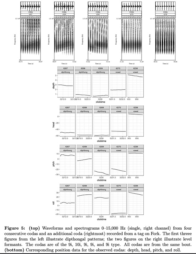 Frequenzanalyse des Pottwalgesangs.Quelle: Beuš et al., OSF Preprints 2023