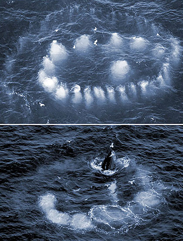 Luftaufnahmen zeigen Buckelwale bei der Beutejagd mit Blasen-Netzen.Copyright: David et al., Behaivior 2011 / NOAA
