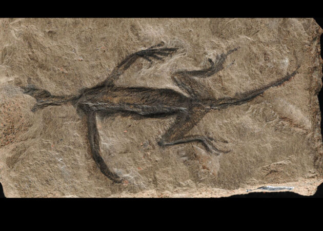 Das Fossil Tridentinosaurus antiquus.Copyright: Dr. Valentina Rossi