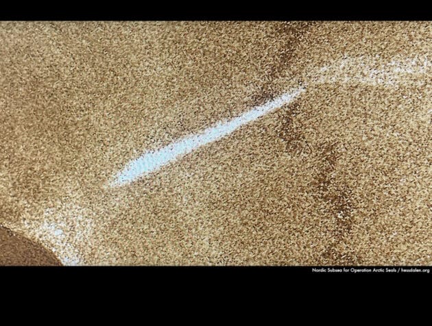 Sonar-Scan des zigarrenförmigen Fundes am Grund des Djupsjøen-SeeCopyright/Quelle: Nordic Subsea for Operation Arctic Seals / hessdalen.org