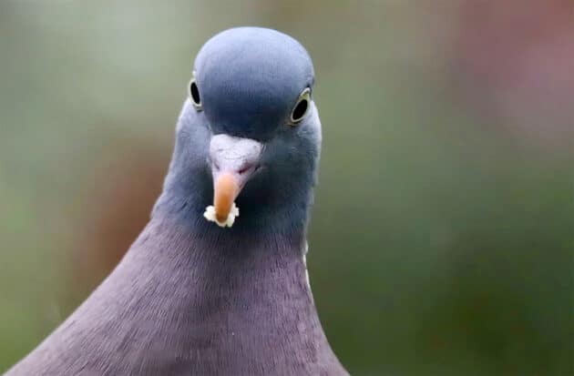 Symbolbild: Taube Copyright: Nennieinszweidrei (via Pixabay.com) / Pixabay License