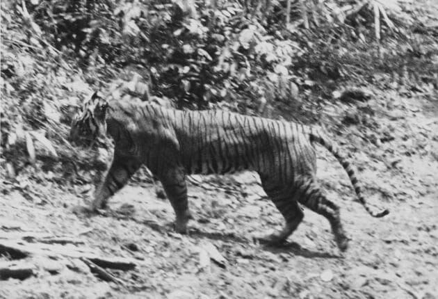 Eines der letzten Fotos eines lebenden Java-Tigers in freier Wildahn, fotografiert 1938 von Andries Hoogerwerf im Ujung-Kulon-Nationalpark. Copyright: Gemeinfrei
