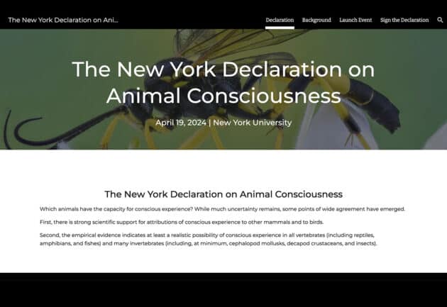 Screenshot der Webseite der „New York Declaration on Animal Consciousness“. Copyright: New York University