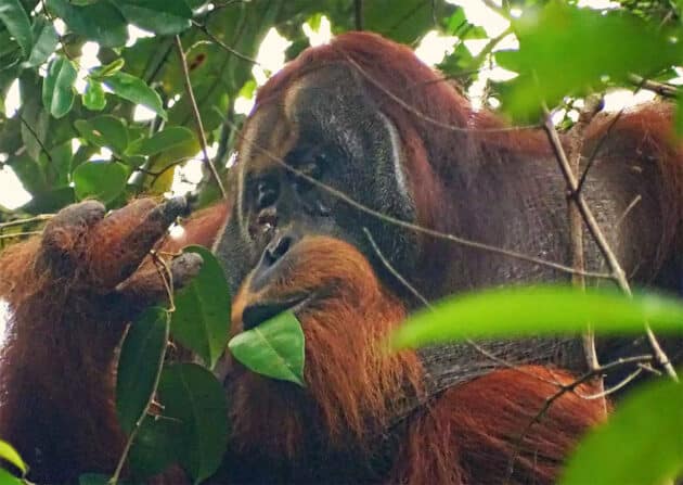 Der Sumatra Orang-Utan Rakus bei der Behandlung einer Gesichtswunde mit einem Pflanzenbrei. Copyright: Saidi Agam / Suaq Project
