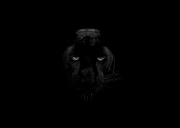 Symboldbild: Panther Copyright: ToooPRaaaK (via Pixabay.com) / Pixabay License