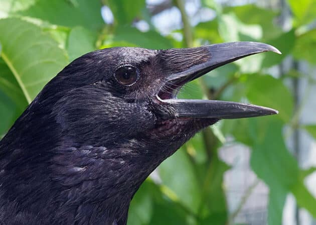 Symbolbild: Krähe. Copyright: Andreas Nieder