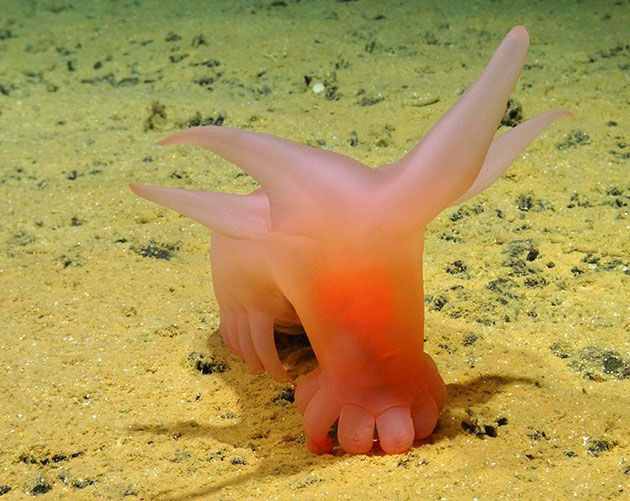 Die von den Forschen als „Barbies Meerschweinchen“ bezeichnete pinkfarbene Seegurke aus der Familie der Amperima schlürft im Sediment nach Nahrung. (Klicken Sie auf die Bildmitte, um zu einer vergrößerten Darstellung zu gelangen)Copyright: SMARTEX/NHM/NOC