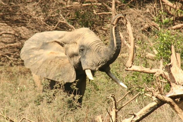 Symbolbild: Afrikanischer Elefant. Copyright: Chriswolf auf wikivoyage (via WikimediaComons) / CC BY-SA 4.0