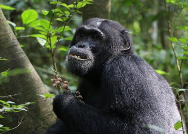 Ein Schimpanse im Budongo Central Forest Reservat frisst Früchte der sandpapier-Feige (Ficus exasperate). Copyright: Elodie Freymann, CC-BY 4.0