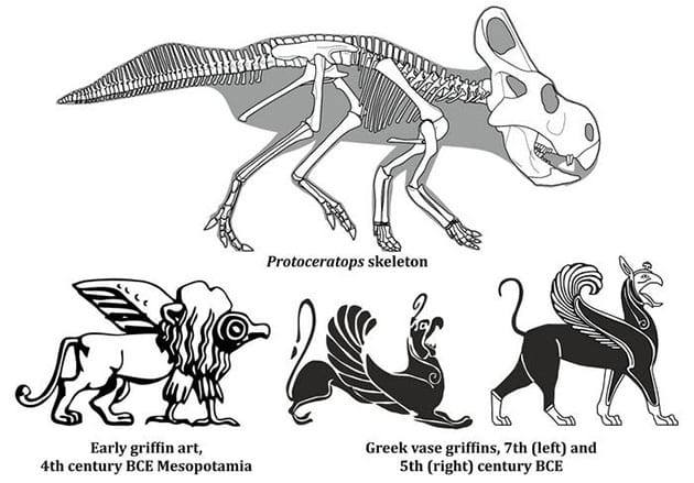 Grafischer Vergleich zwischen dem Skelett eines Protoceratops und antiker künstlerischer Darstellung des Greifs.Copyright/Quelle: Image compiled from illustrations in Witton and Hing (2024) / Dr. Mark Witton