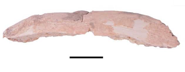 Die in der Baishya-Höhle gefundene Densiova-Rippe.Copyright/Quelle: Xia et al. Nature (2024). DOI: 10.1038/s41586-024-07612-9