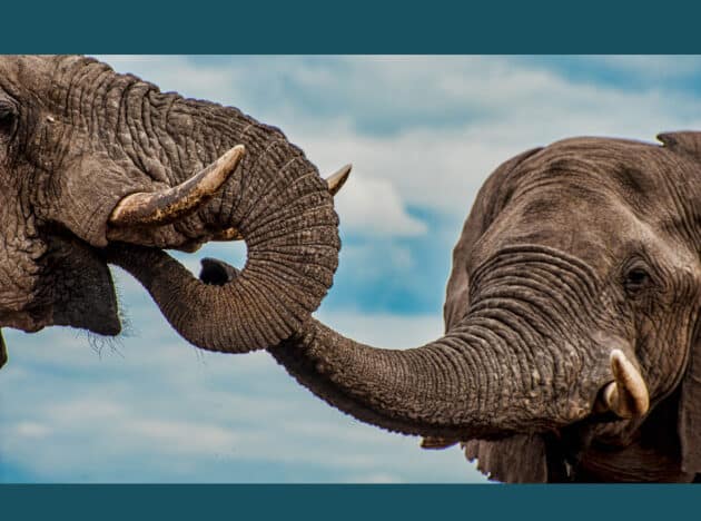 Am Mushara-Wasserloch im Etosha-Nationalpark erweist ein männlicher Elefant von niedrigerem Rang (r.) einem dominanten Bullen seinen Respekt. Copyright: Caitlin O'Connell-Rodwell