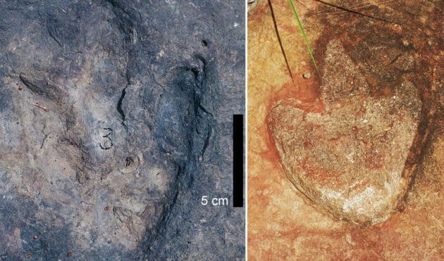 Gleiche Dinosaurier-Abdrücke in Kamerun (l.) wie auch in Brasilien (r.). Copyright: L. L. Jacobs et al., 2024